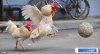football-roosters3.jpg