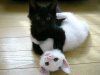 ying-and-yang-kittens-black-white-funny-kittens.jpg