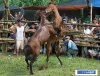 horse_fight1.jpg