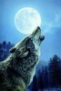 wolf-night-music.jpg