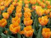 morozov-tulip7.jpg